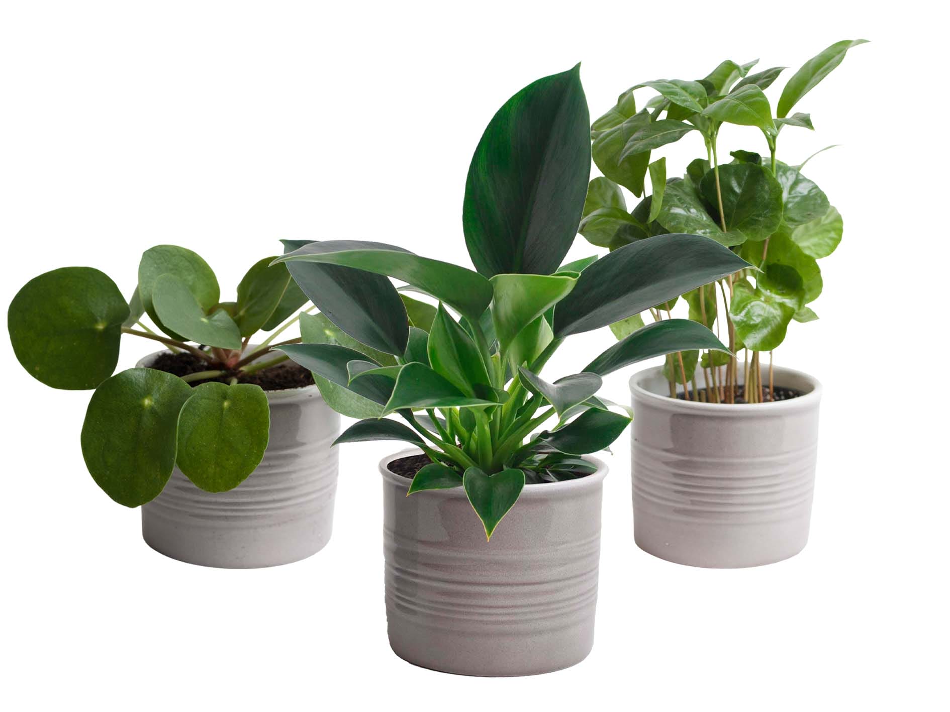 Trio ‘Gezellig Groen’ in Laos keramiek (grijs) ↑ 20 cm ⌀ 10