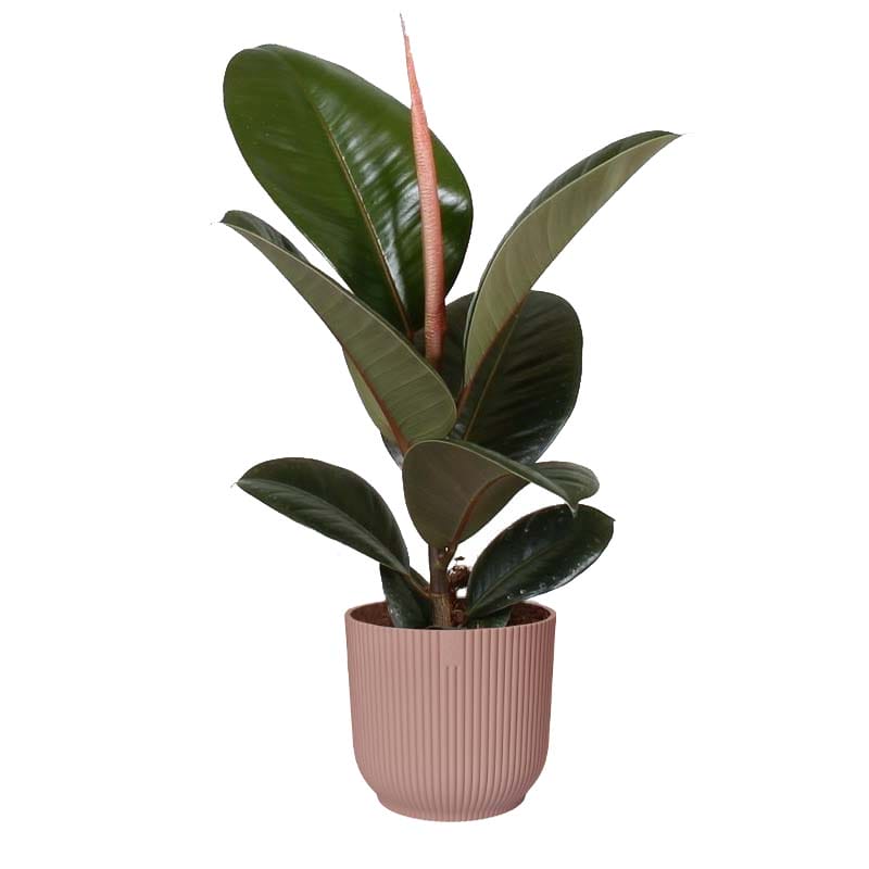 Ficus Robusta in Vibes Fold sierpot (delicaat roze) ↑ 35 cm ⌀ 14 cm