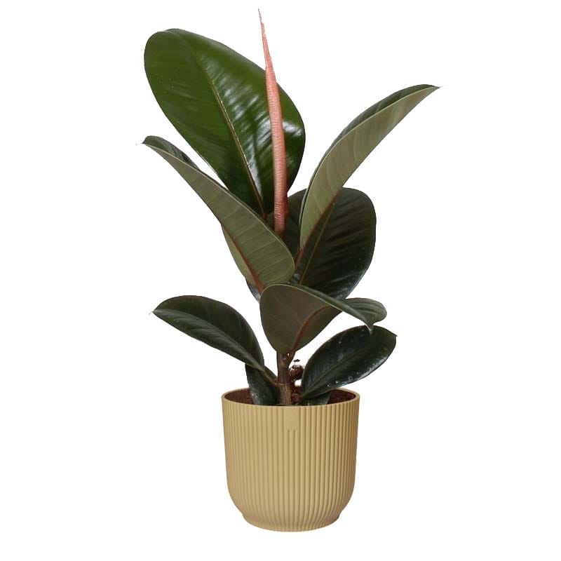Ficus Robusta in Vibes Fold sierpot (botergeel) ↑ 35 cm ⌀ 14 cm