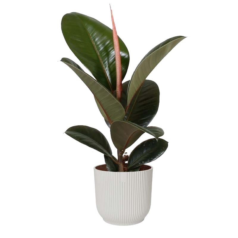 Ficus Robusta in Vibes Fold sierpot (zijdewit) ↑ 35 cm ⌀ 14 cm