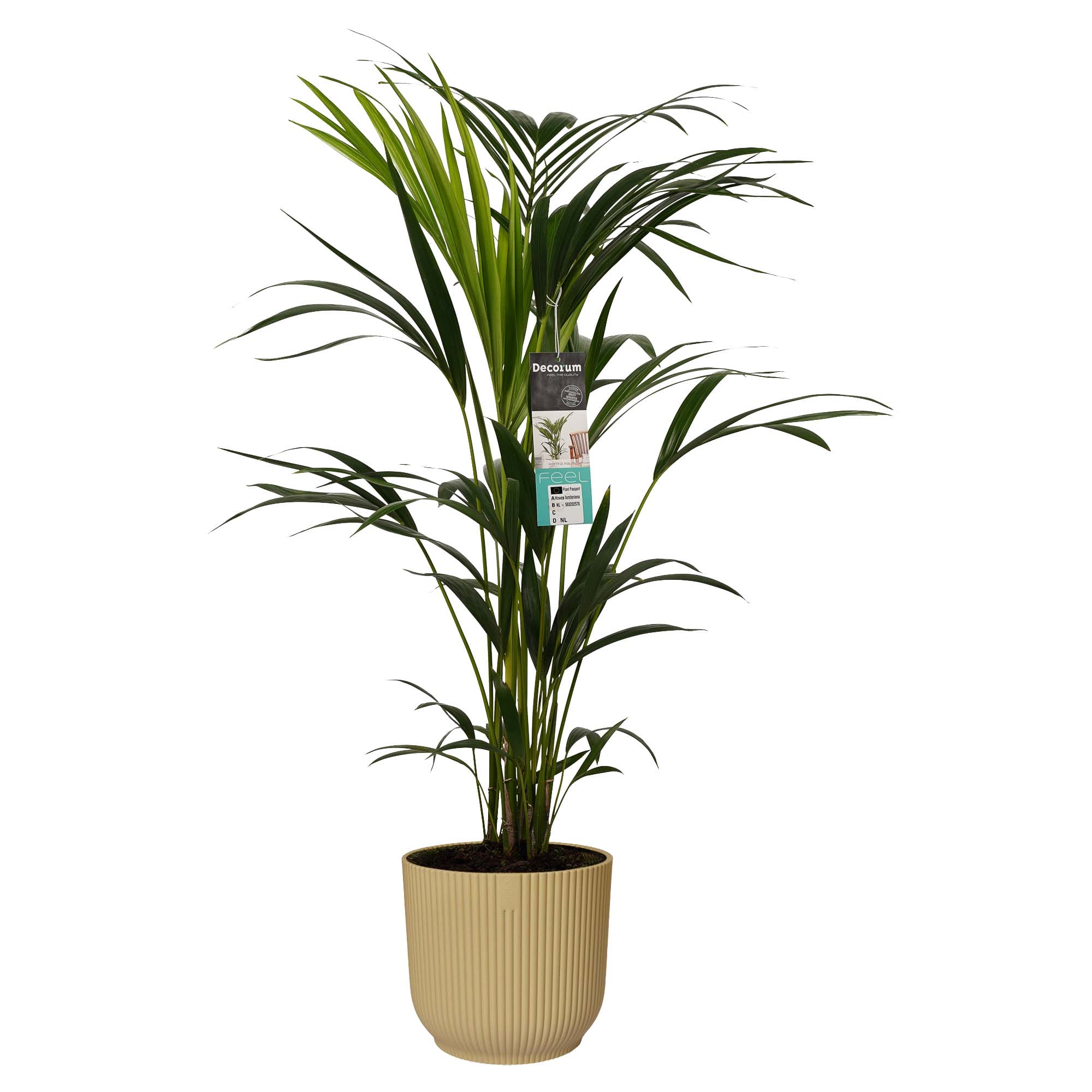 Kentia Palm in sierpot Vibes Fold (botergeel) ↑ 100 cm ⌀ 22