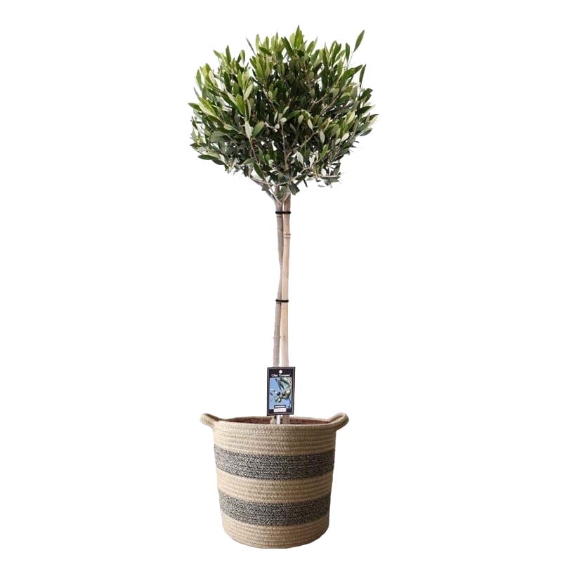Olijf op stam in mand "Flores" ↑ 90 cm ⌀ 26