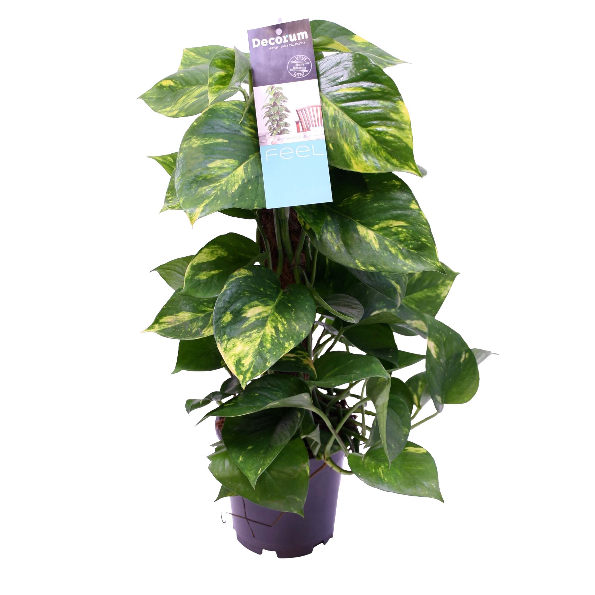 Scindapsus Mosstok 50 cm