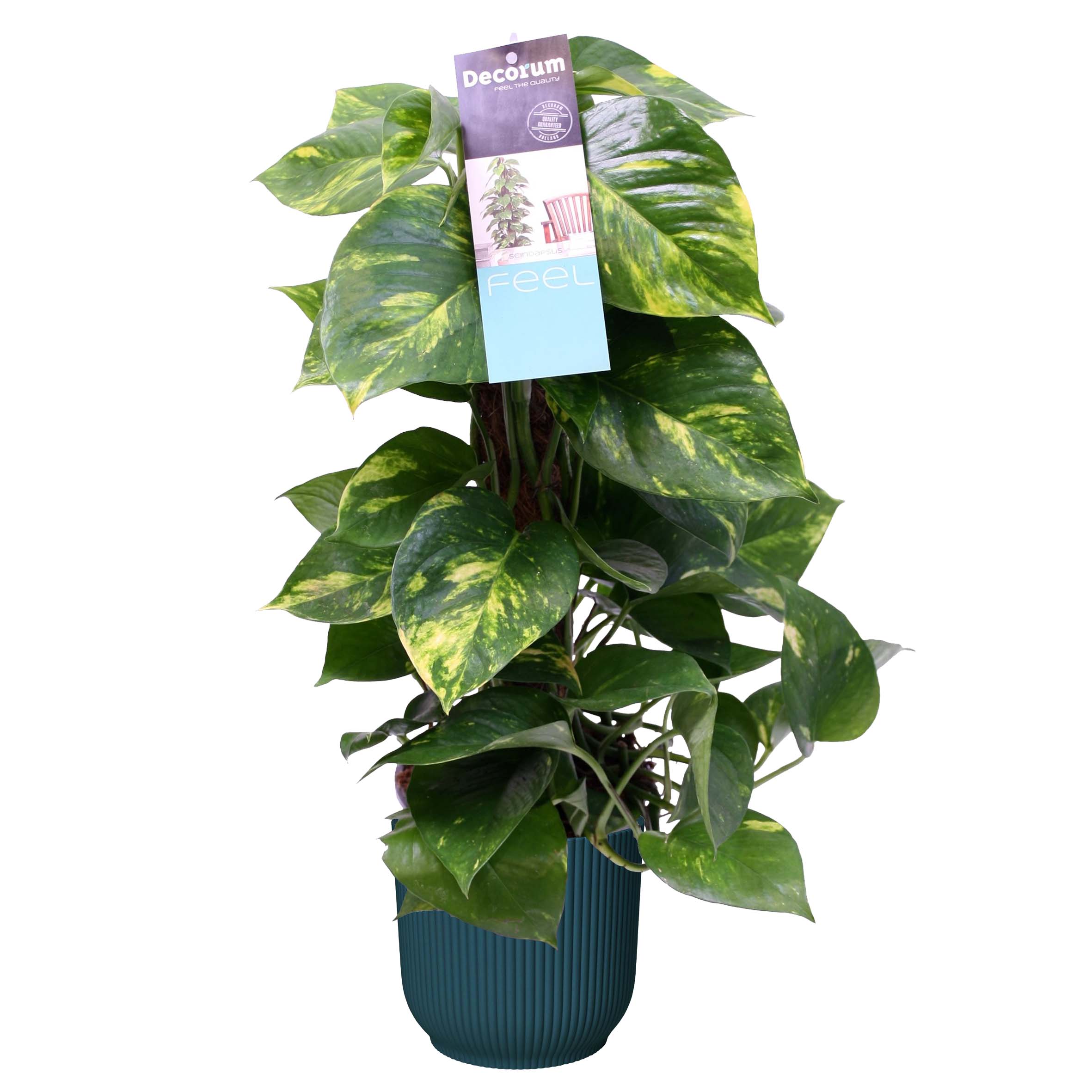 Scindapsus Mosstok in Vibes Fold Rond (diepblauw) ↑ 50 cm ⌀ 16