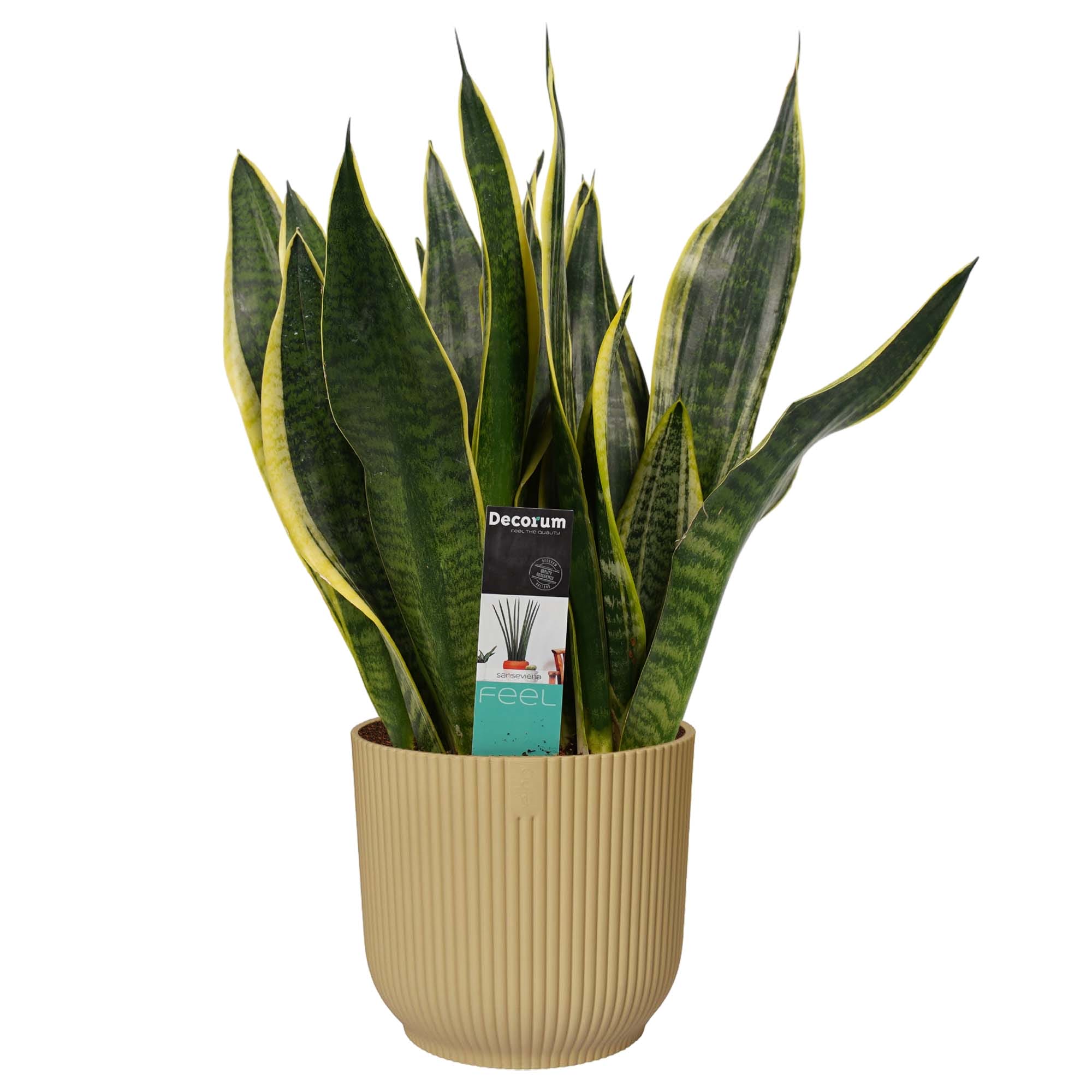 Sansevieria Superba in Vibes Fold sierpot (botergeel) ↑ 40 cm ⌀ 16 cm