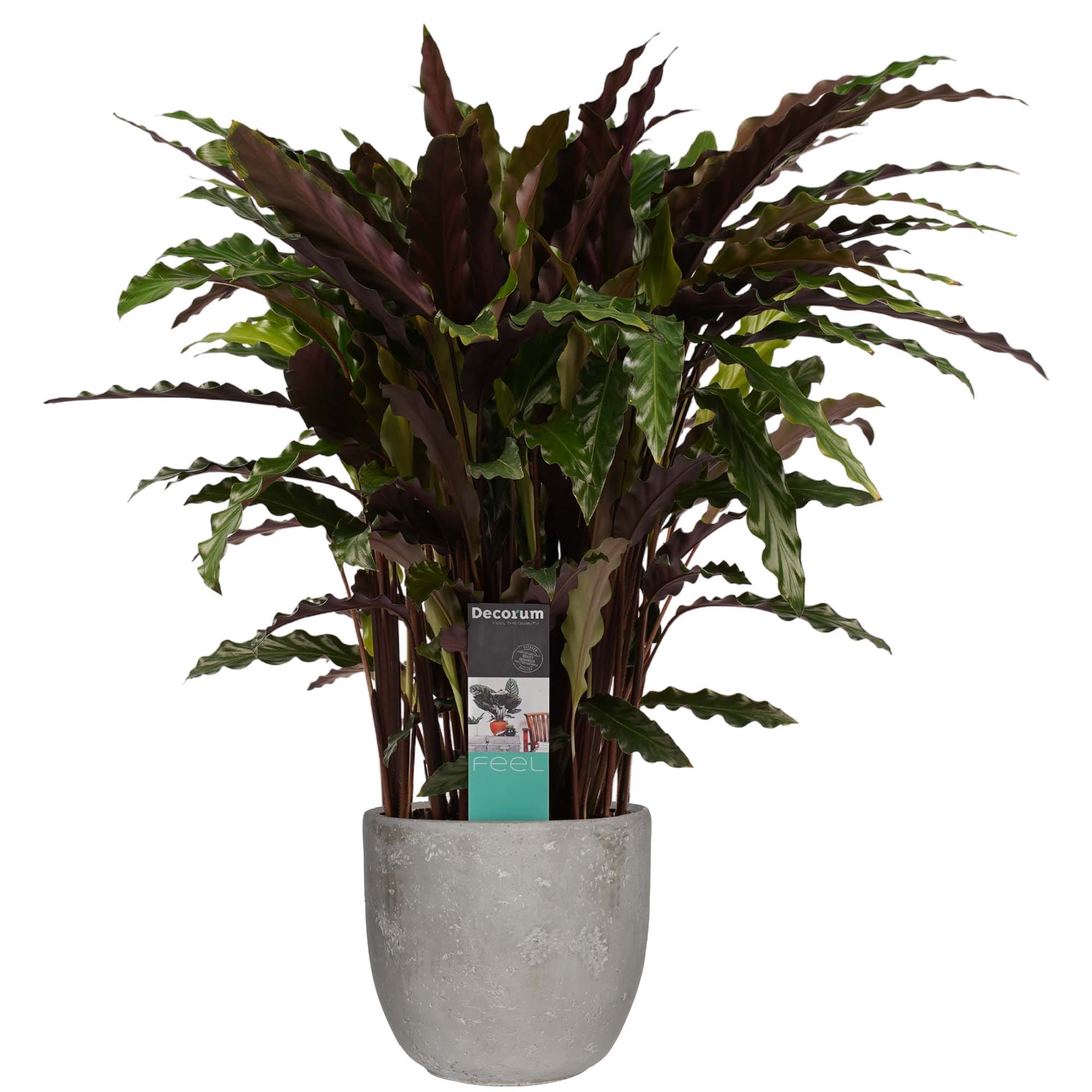 Calathea Elgergrass in sierpot Jimmy (lichtgrijs) ↑ 50 cm ⌀ 18