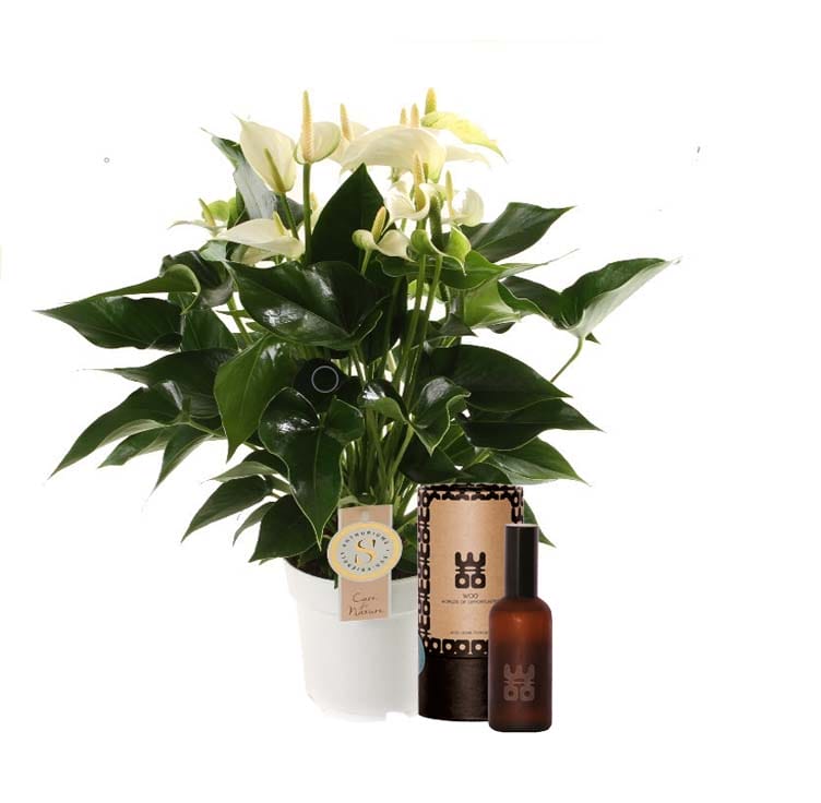 Set Anthurium "White Champion" met interieur parfum ↑ 50 cm ⌀ 14
