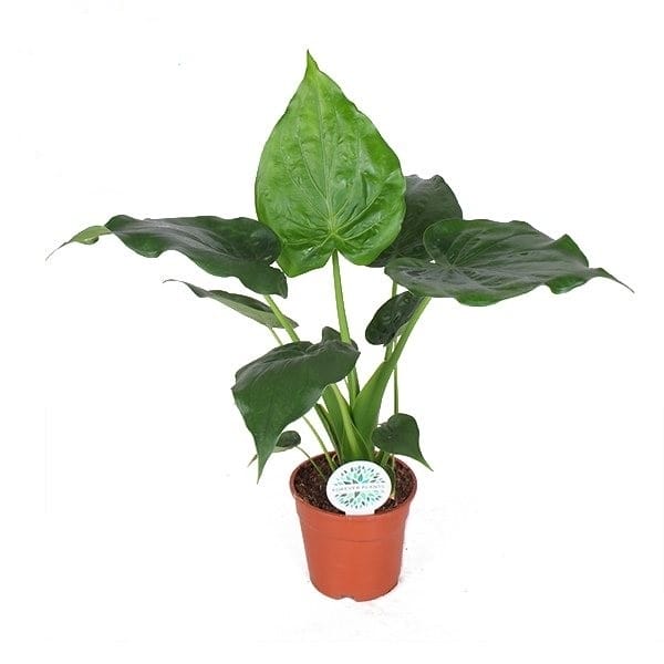 Alocasia Cucullata ↑ 70 cm ⌀ 17