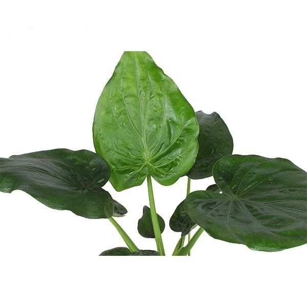 Alocasia Cucullata ↑ 70 cm ⌀ 17 - Afbeelding 3