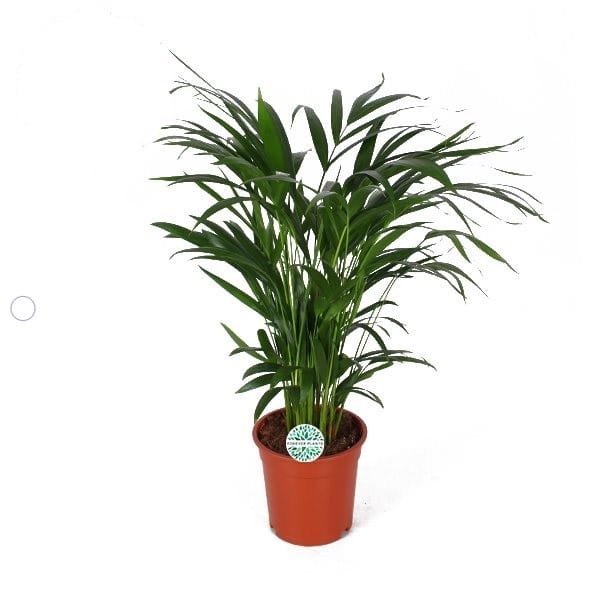 Areca Dypsis lutecens of Goudpalm ↑ 60 cm ⌀ 17