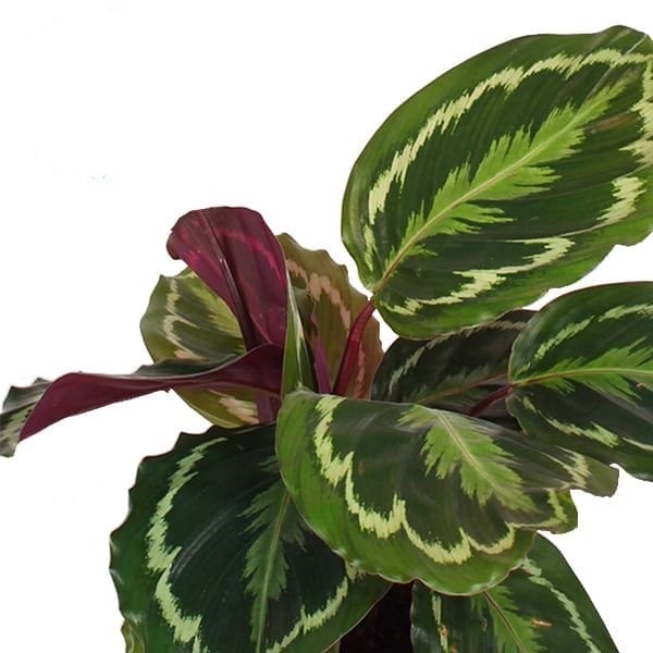 Calathea Medaillon ↑ 60 cm ⌀ 17 - Afbeelding 3