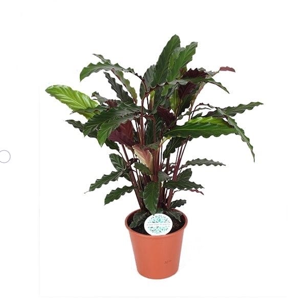 Calathea Rufibarba ↑ 60 cm ⌀ 17