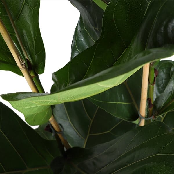 Ficus Lyrata ↑ 135 cm ⌀ 35 - Afbeelding 3