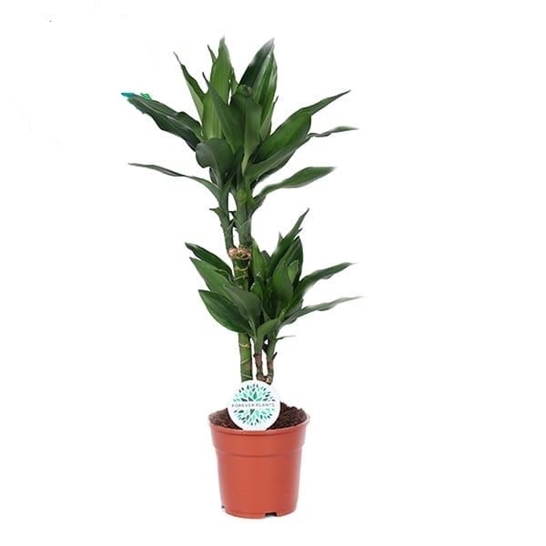 Dracaena Janet Lind ↑ 70 cm ⌀ 17