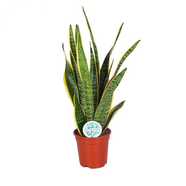 Sansevieria Laurentii ↑ 60 cm ⌀ 18