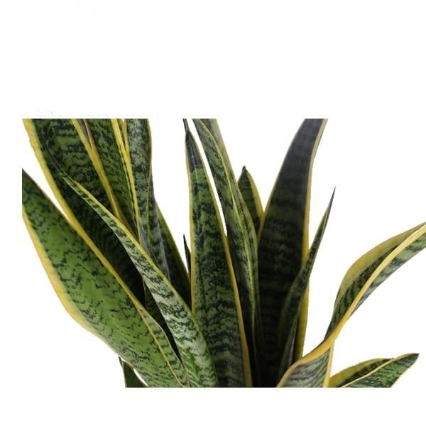 Sansevieria Laurentii ↑ 60 cm ⌀ 18 - Afbeelding 3