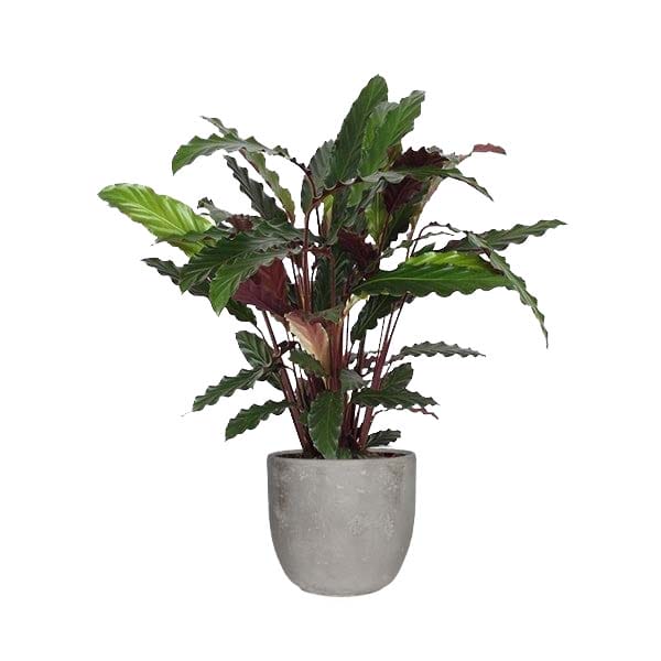 Calathea Rufibarba in sierpot Jimmy (lichtgrijs) ↑ 60 cm ⌀ 18