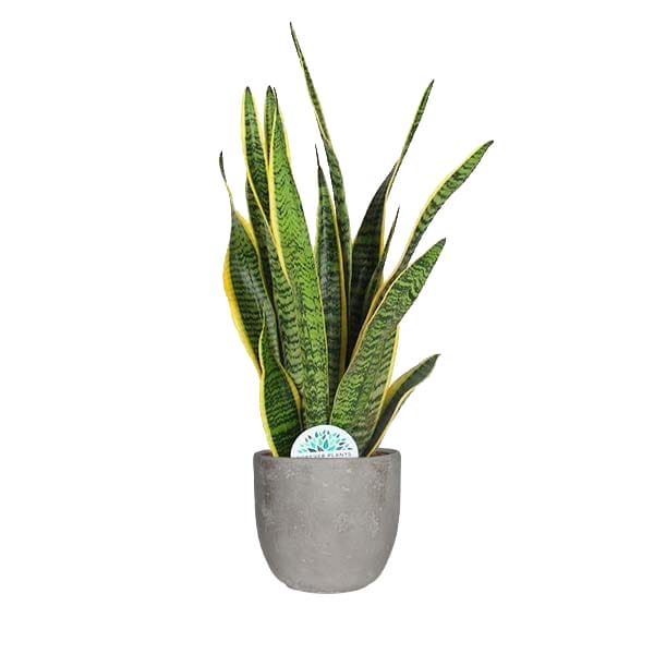 Sansevieria Laurentii in sierpot Jimmy (lichtgrijs) ↑ 60 cm ⌀ 18