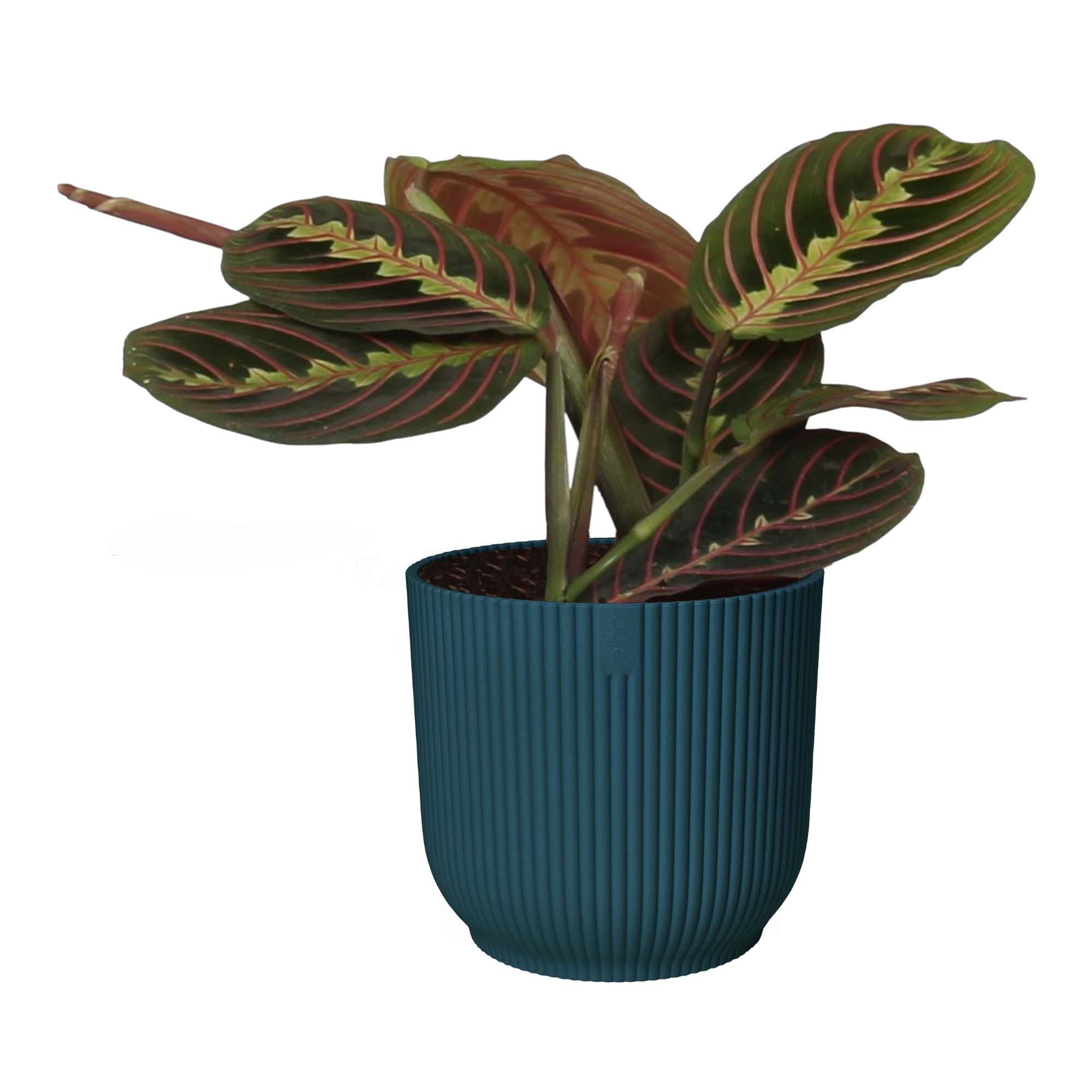 Maranta leuconeura 'Tricolor ' in sierpot Vibes Fold (diepblauw) ↑ 20 cm ⌀ 14 cm
