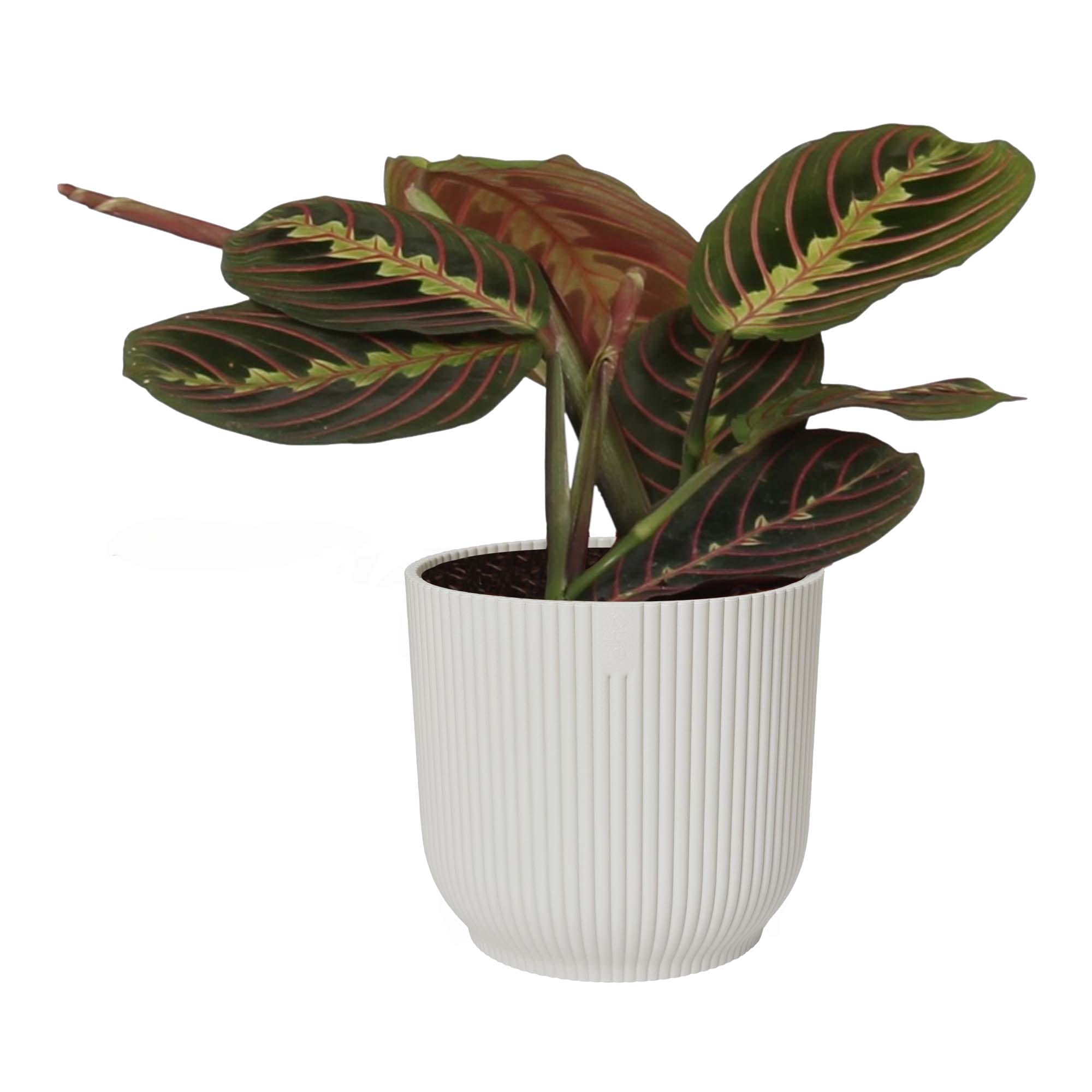 Maranta leuconeura 'Tricolor ' in sierpot Vibes Fold (zijdewit) ↑ 20 cm ⌀ 14 cm