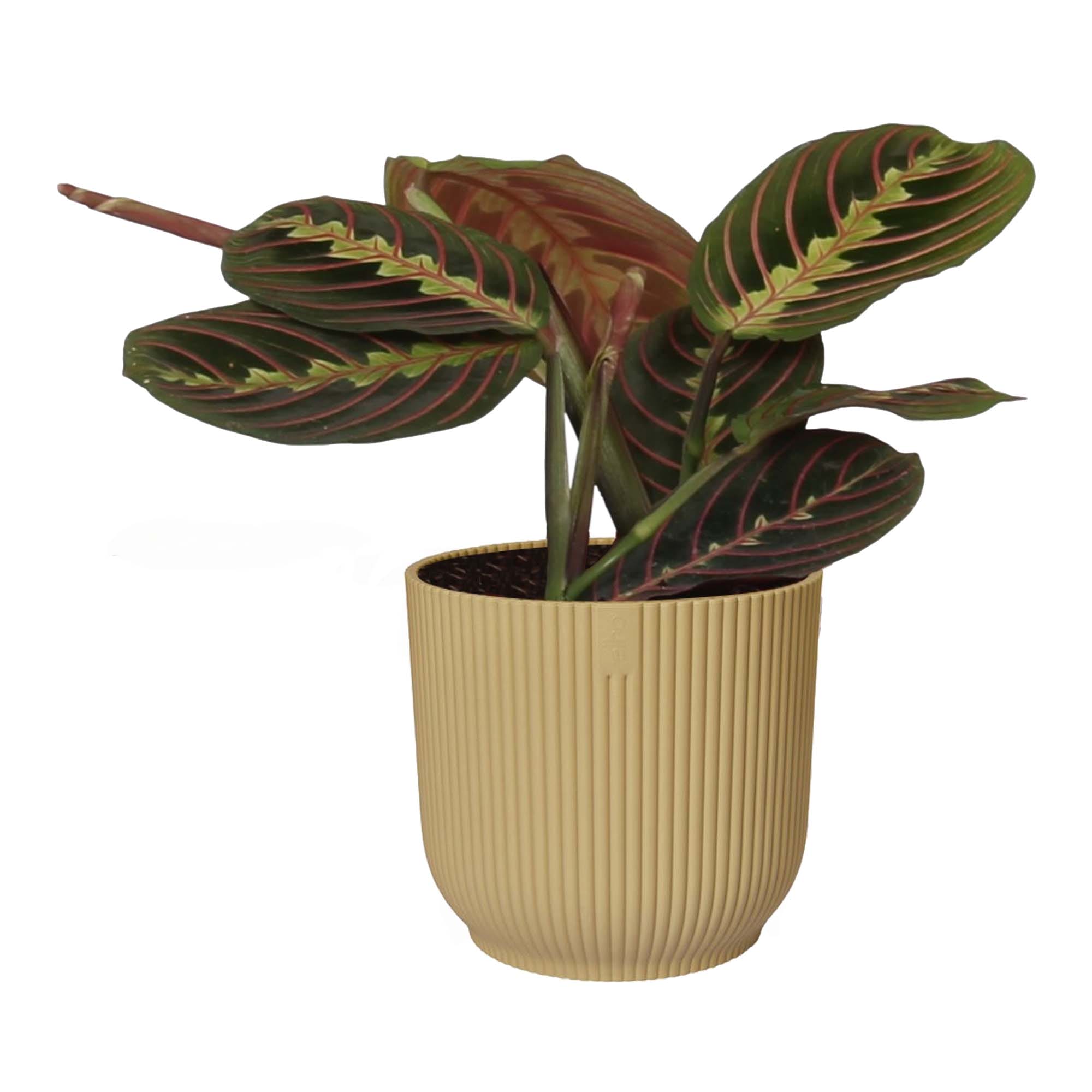 Maranta leuconeura 'Tricolor ' in sierpot Vibes Fold (botergeel) ↑ 20 cm ⌀ 14 cm