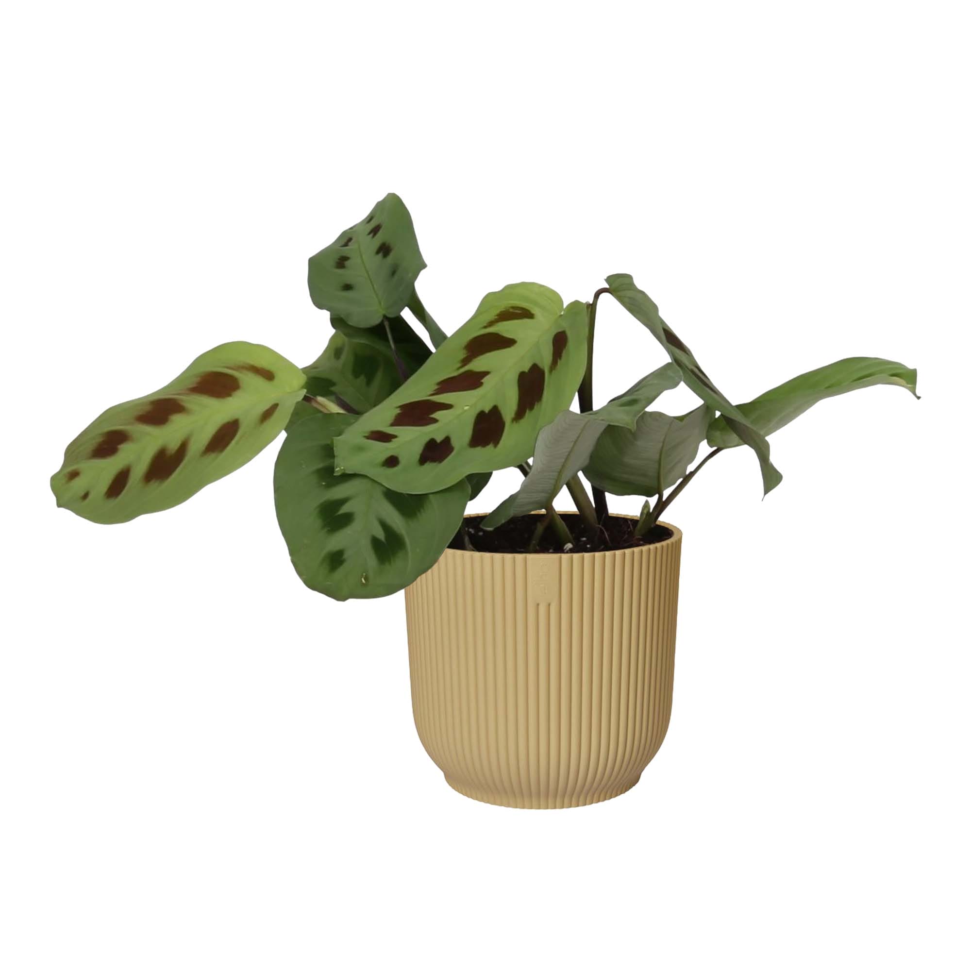 Maranta leuconeura ‘Kerchoveana’ in sierpot Vibes Fold (botergeel) ↑ 20 cm ⌀ 14 cm