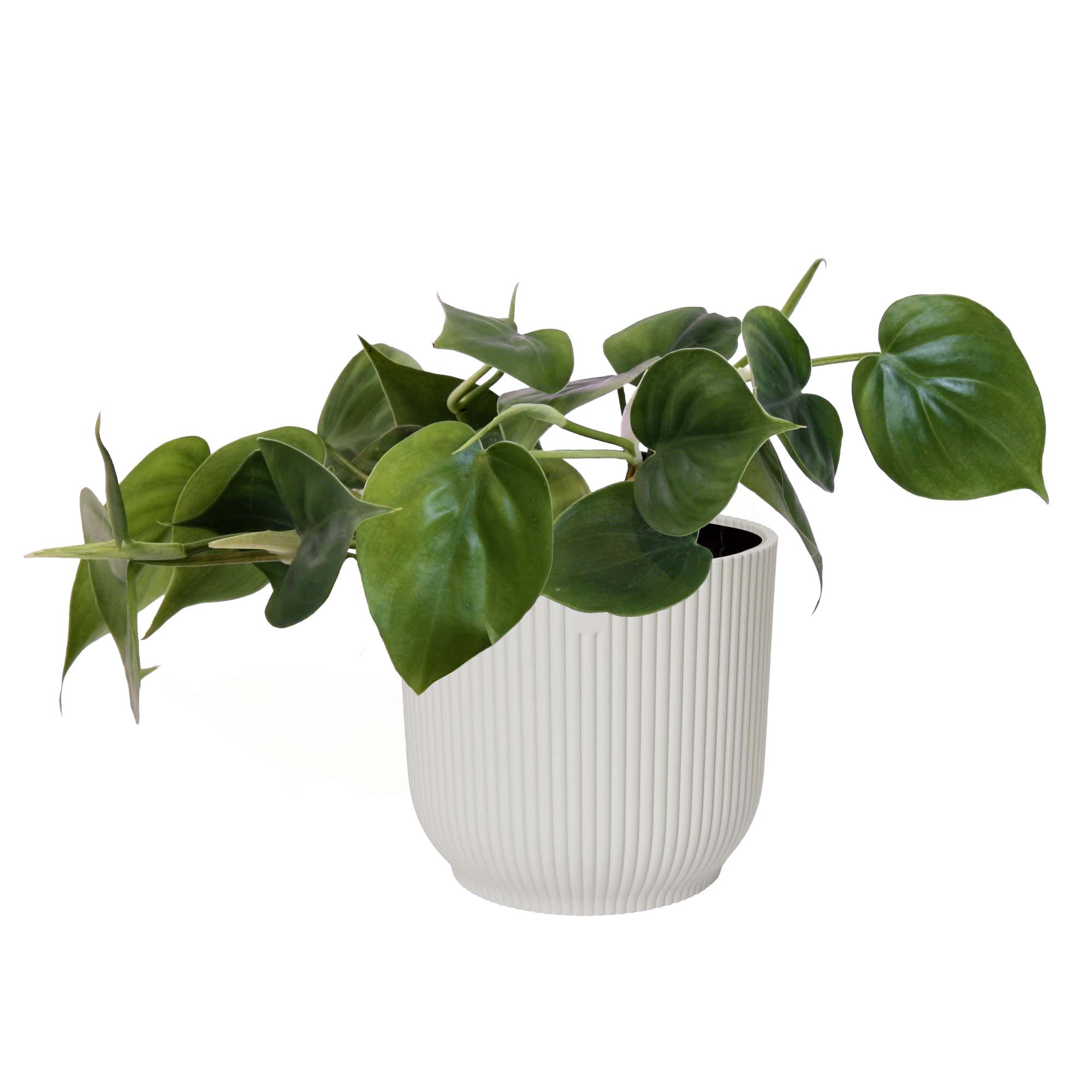 Philodendron Scandens in sierpot (zijdewit) ↑ 15 cm ⌀ 14