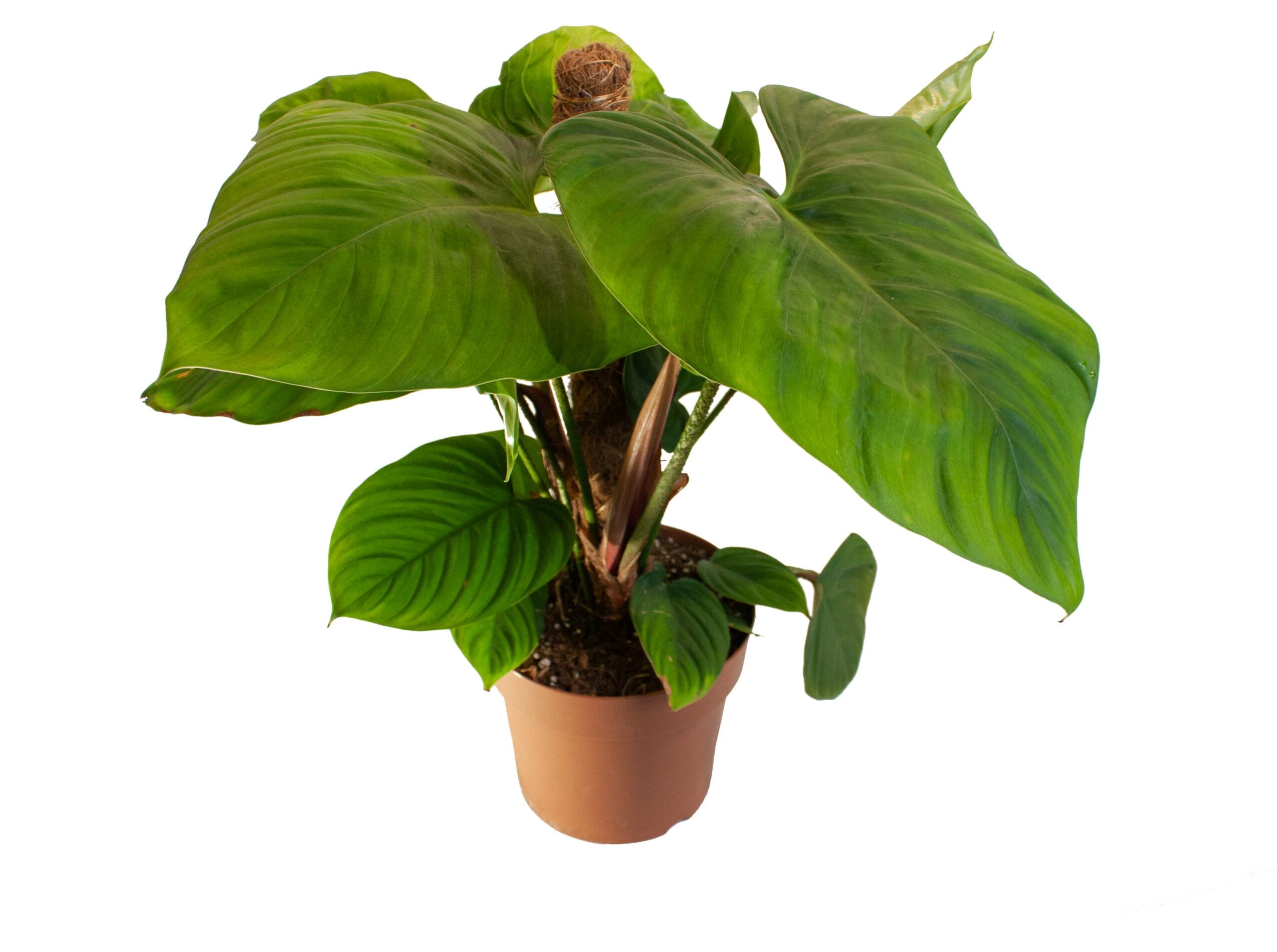 Philodendron 'Fuzzy Petiole' ↑ 40 cm ⌀ 15 - Afbeelding 3