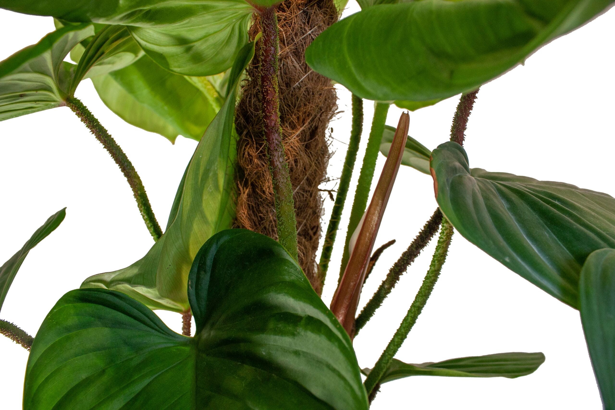 Philodendron 'Fuzzy Petiole' ↑ 40 cm ⌀ 15 - Afbeelding 4