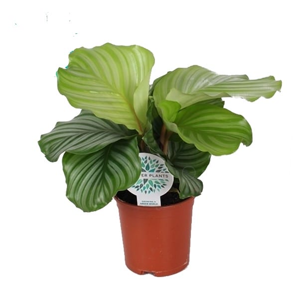 Calathea orbifolia ↑ 45 cm ⌀ 14