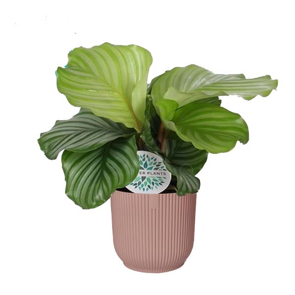 Calathea orbifolia in Vibes Fold Rond (delicaat roze) ↑ 45 cm ⌀ 16