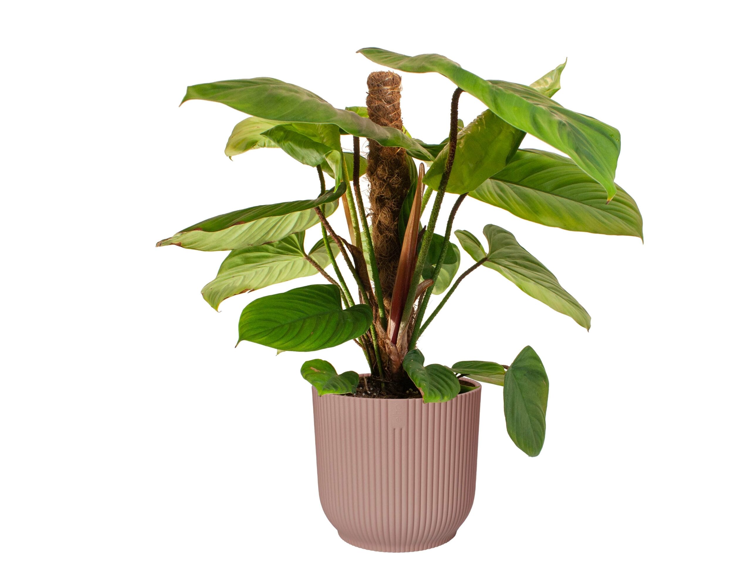 Philodendron 'Fuzzy Petiole' ↑ 40 cm ⌀ 16