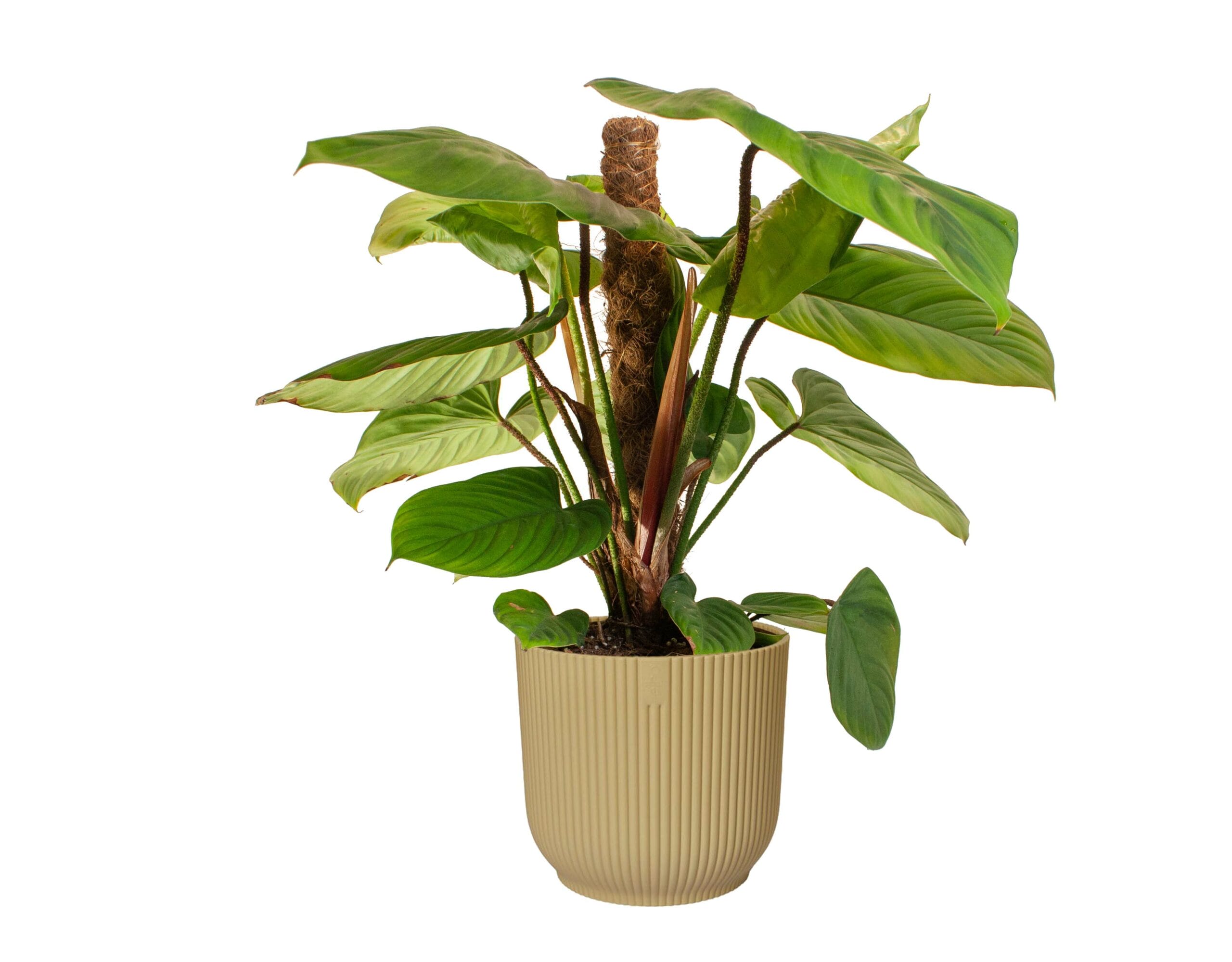Philodendron 'Fuzzy Petiole' ↑ 40 cm ⌀ 16