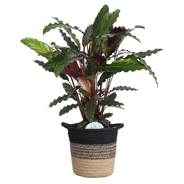 Calathea Rufibarba in plantenmand Sumatra ↑ 60 cm ⌀ 19