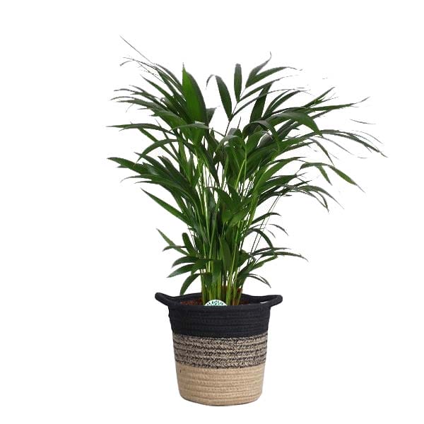 Areca Dypsis lutecens of Goudpalm in plantenmand Sumatra ↑ 60 cm ⌀ 19