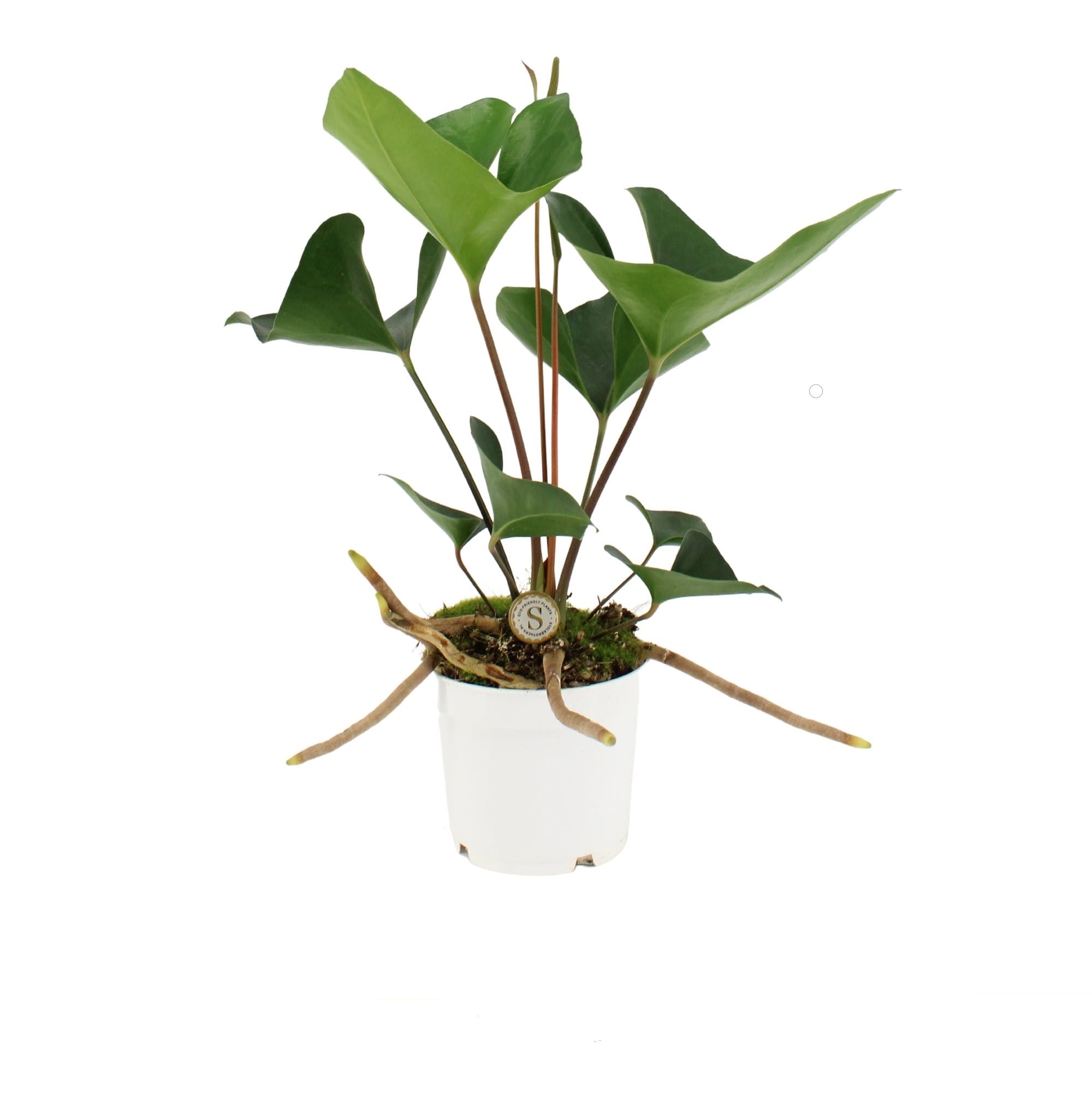 Anthurium Arrow ↑ 40 cm ⌀ 12