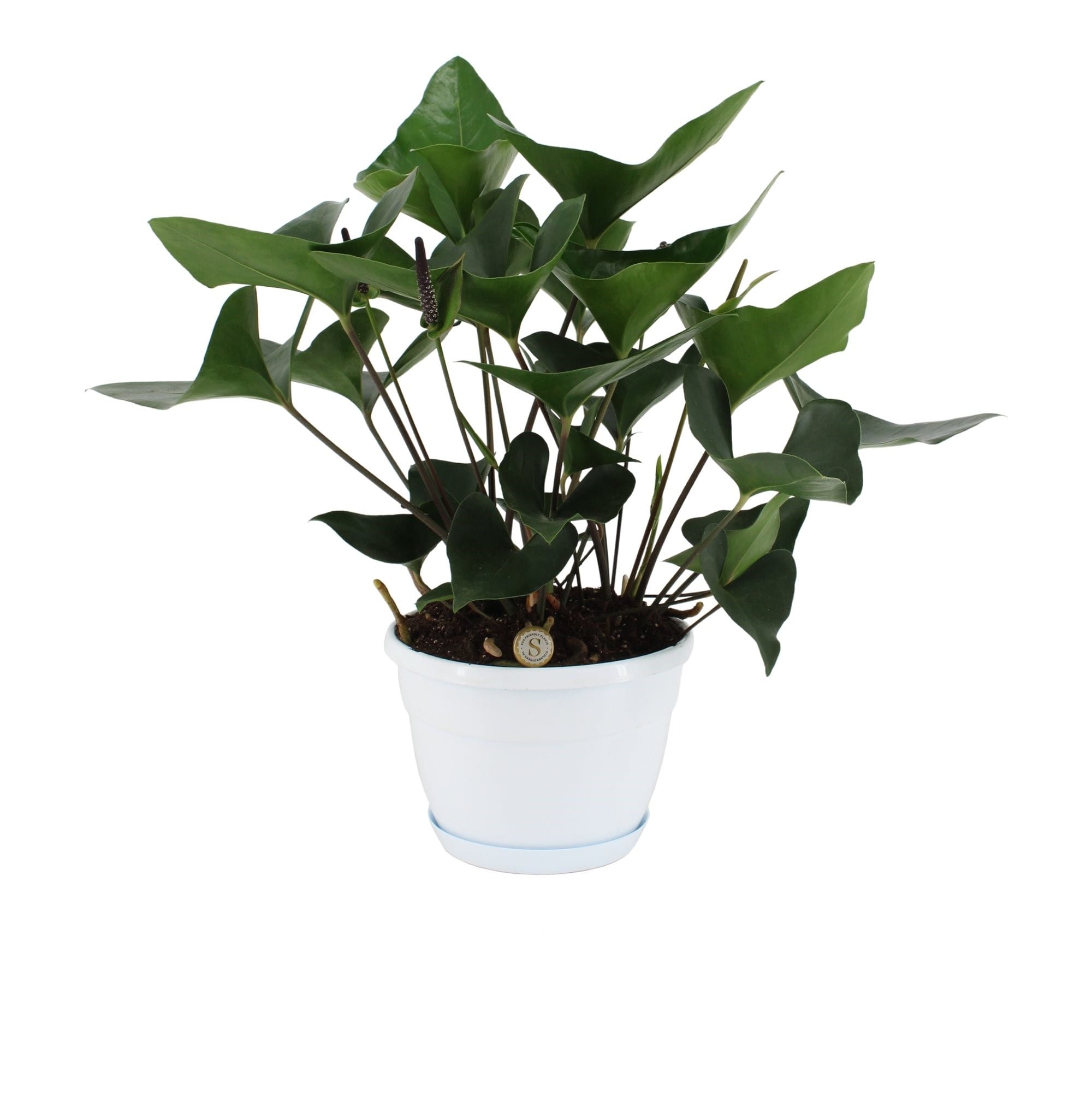 Anthurium Arrow in schaal ↑ 45 cm ⌀ 20
