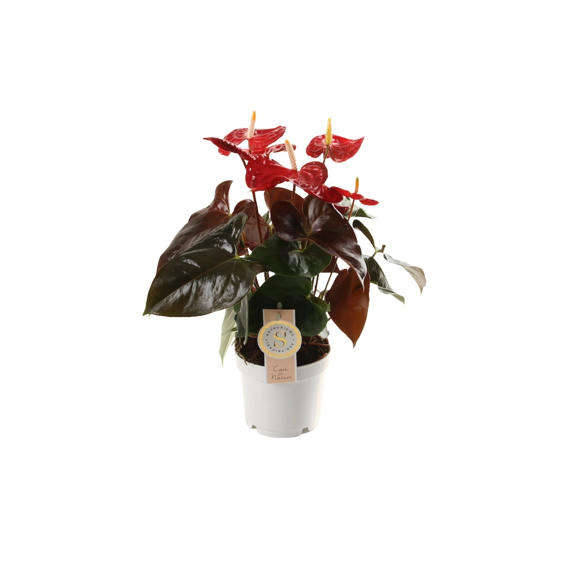 Anthurium "Coral Champion" ↑ 40 cm ⌀ 12