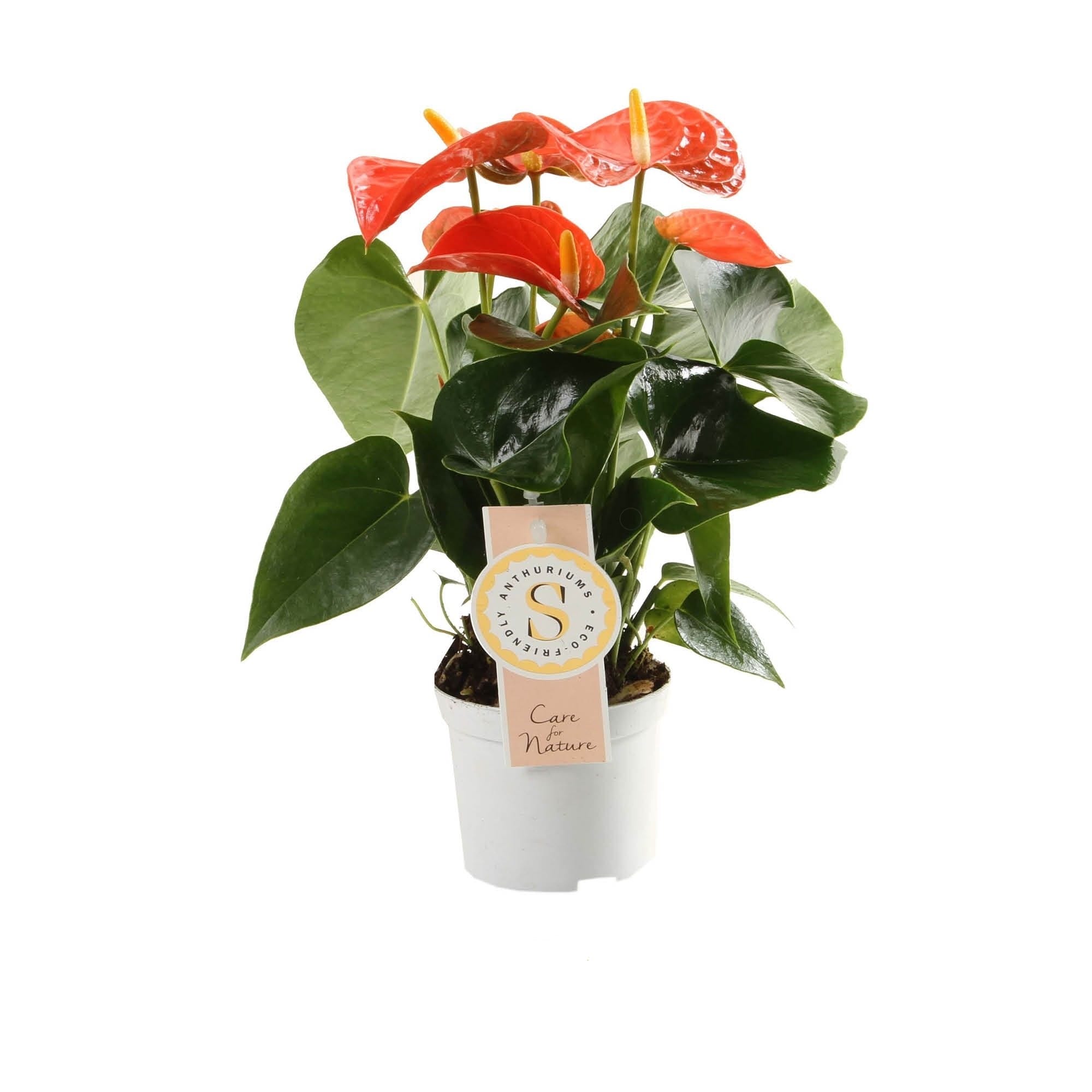 Anthurium "Orange Champion" ↑ 44 cm ⌀ 12