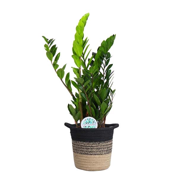 Zamioculcas in plantenmand Sumatra ↑ 65 cm ⌀ 19