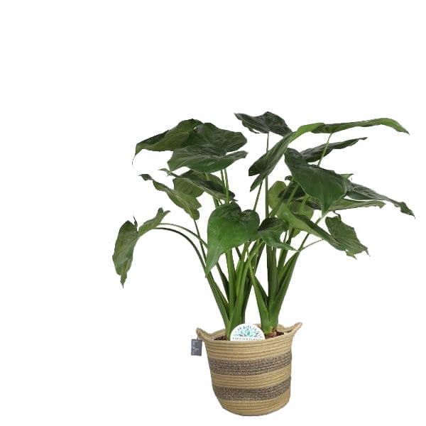 Alocasia Cucullata in plantenmand Flores ↑ 110 cm ⌀ 26