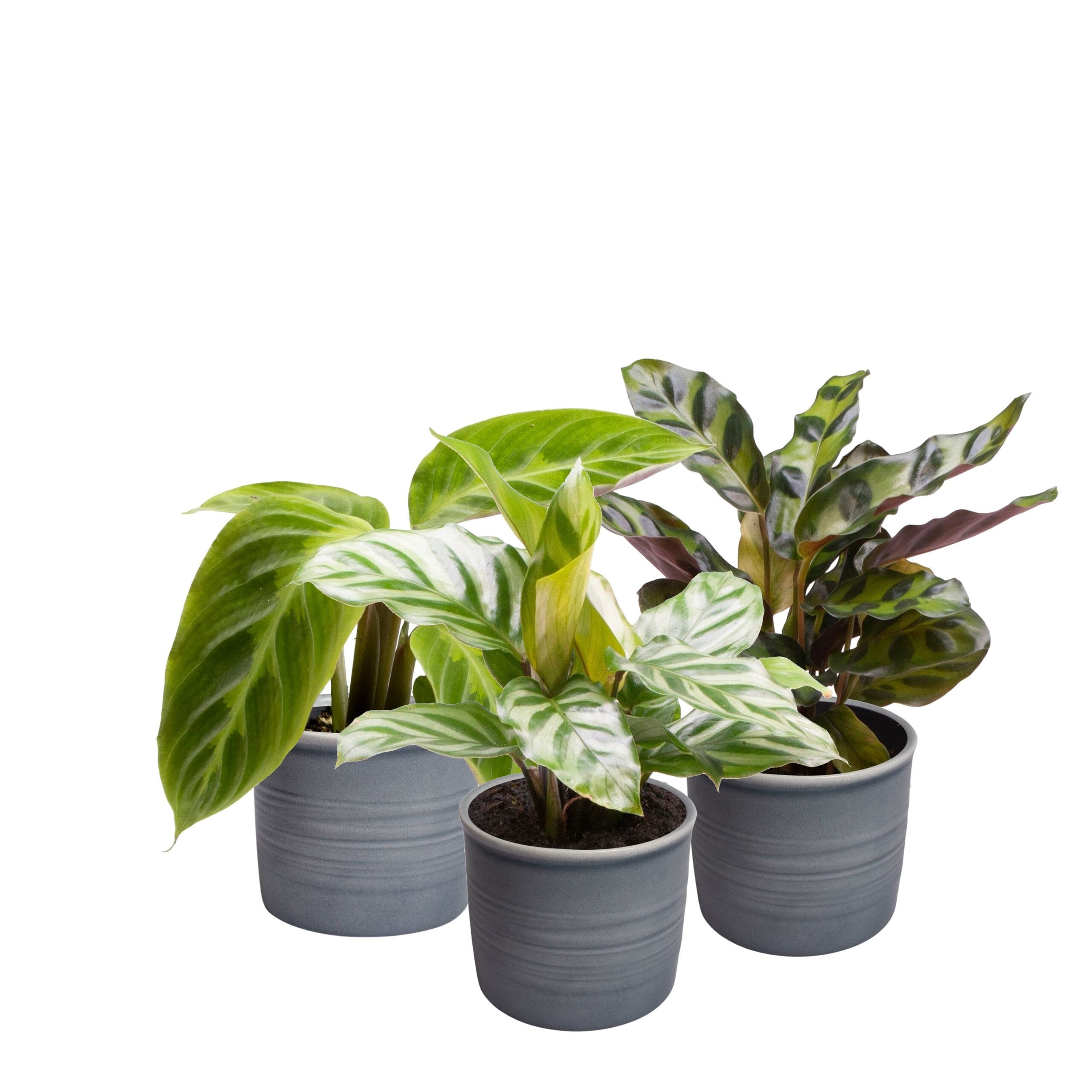 Plantenset “Oval Beauties” ↑ 14 cm ⌀ 8