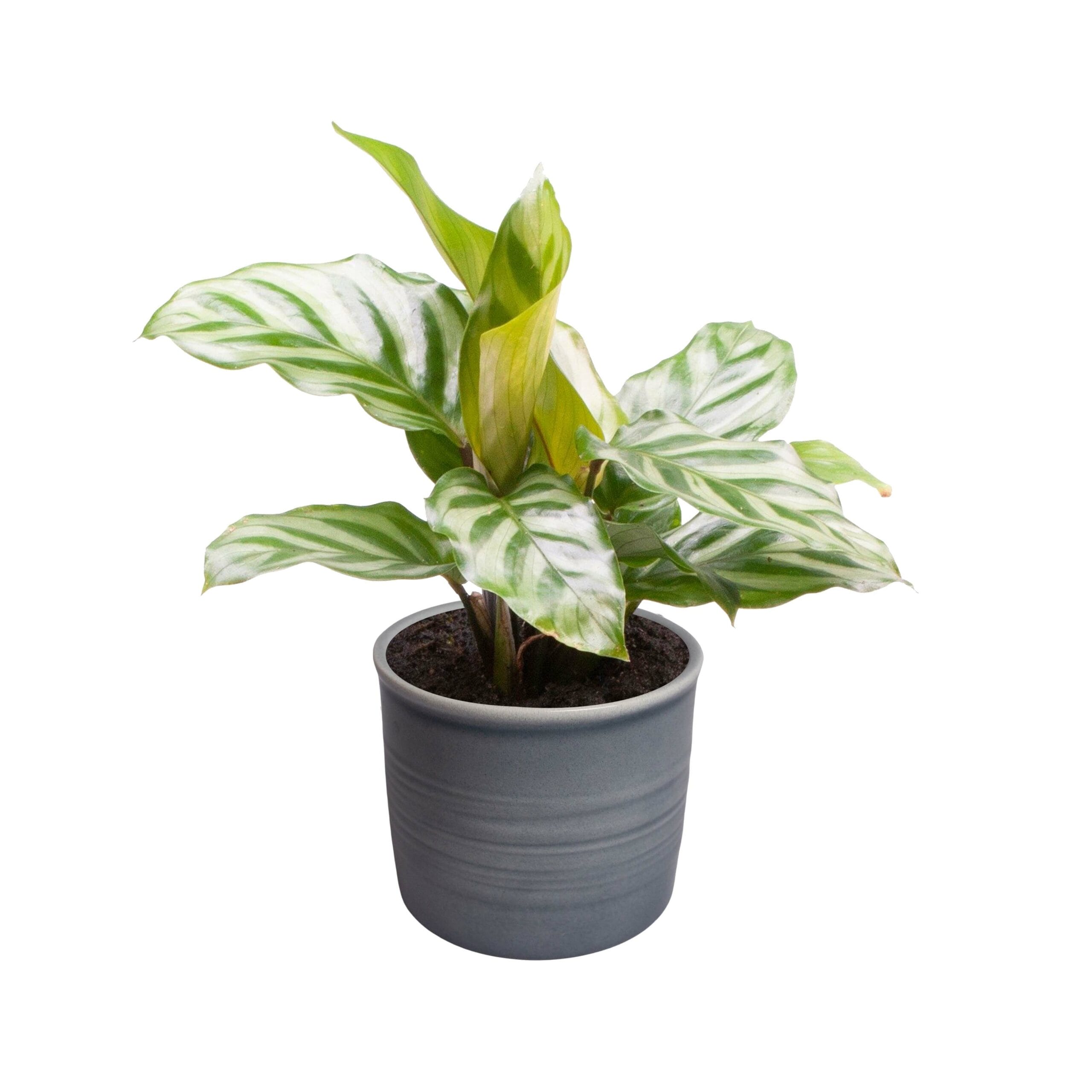 Plantenset “Oval Beauties” ↑ 14 cm ⌀ 8 - Afbeelding 3