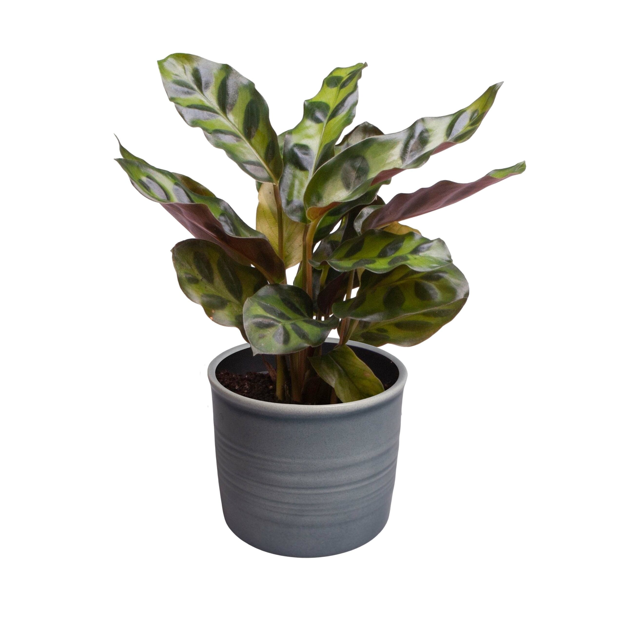 Plantenset “Oval Beauties” ↑ 14 cm ⌀ 8 - Afbeelding 4