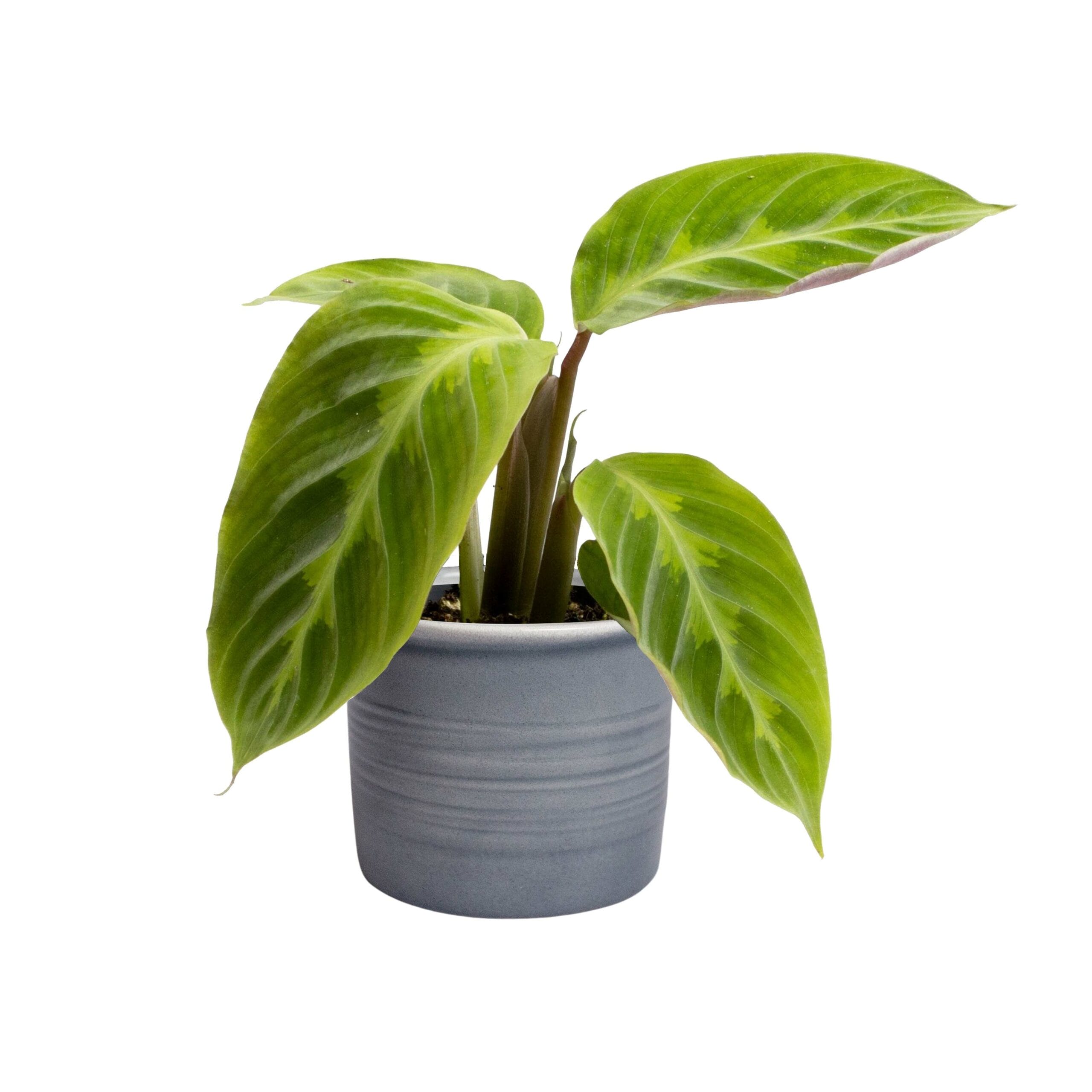 Plantenset “Oval Beauties” ↑ 14 cm ⌀ 8 - Afbeelding 5