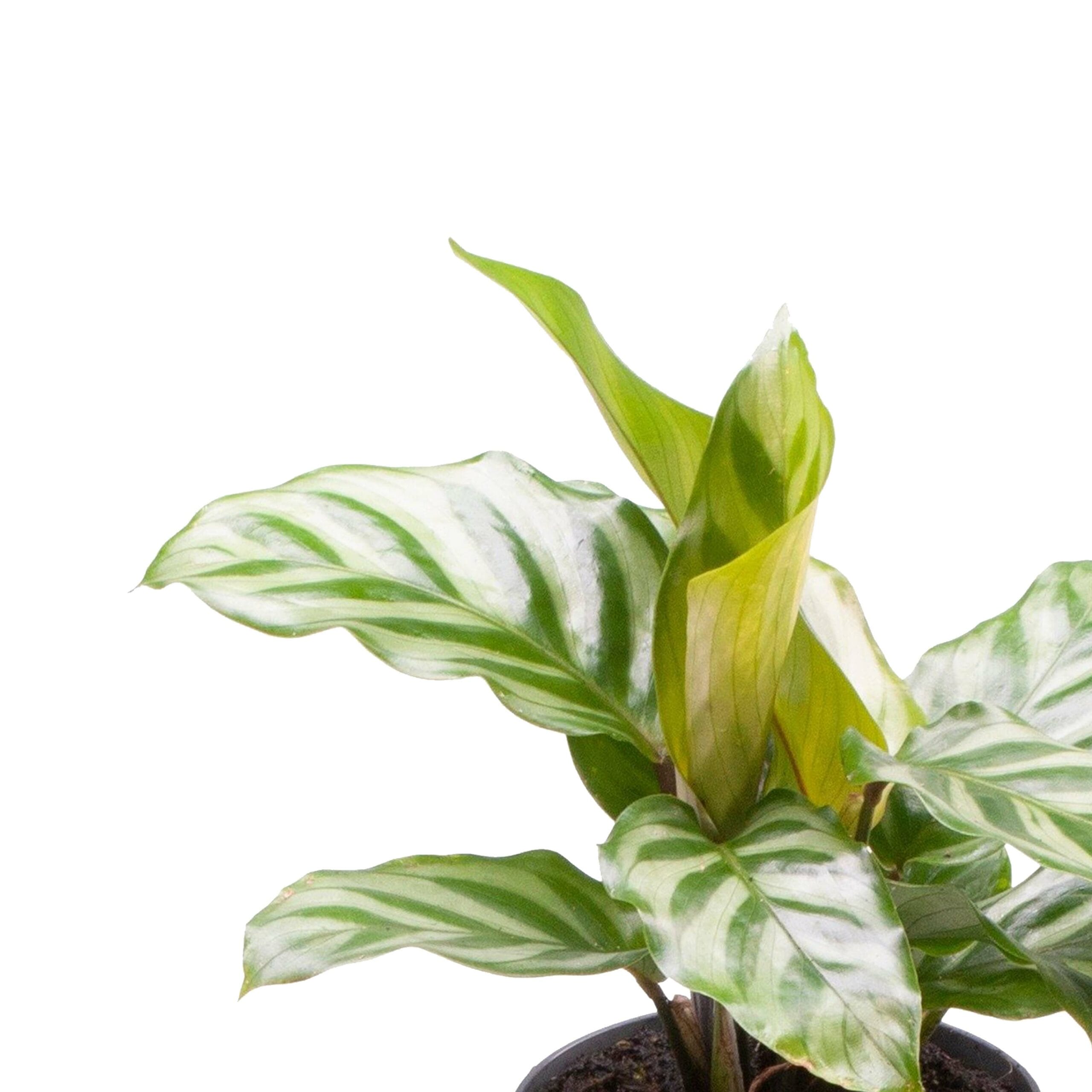 Plantenset “Oval Beauties” ↑ 14 cm ⌀ 8 - Afbeelding 6