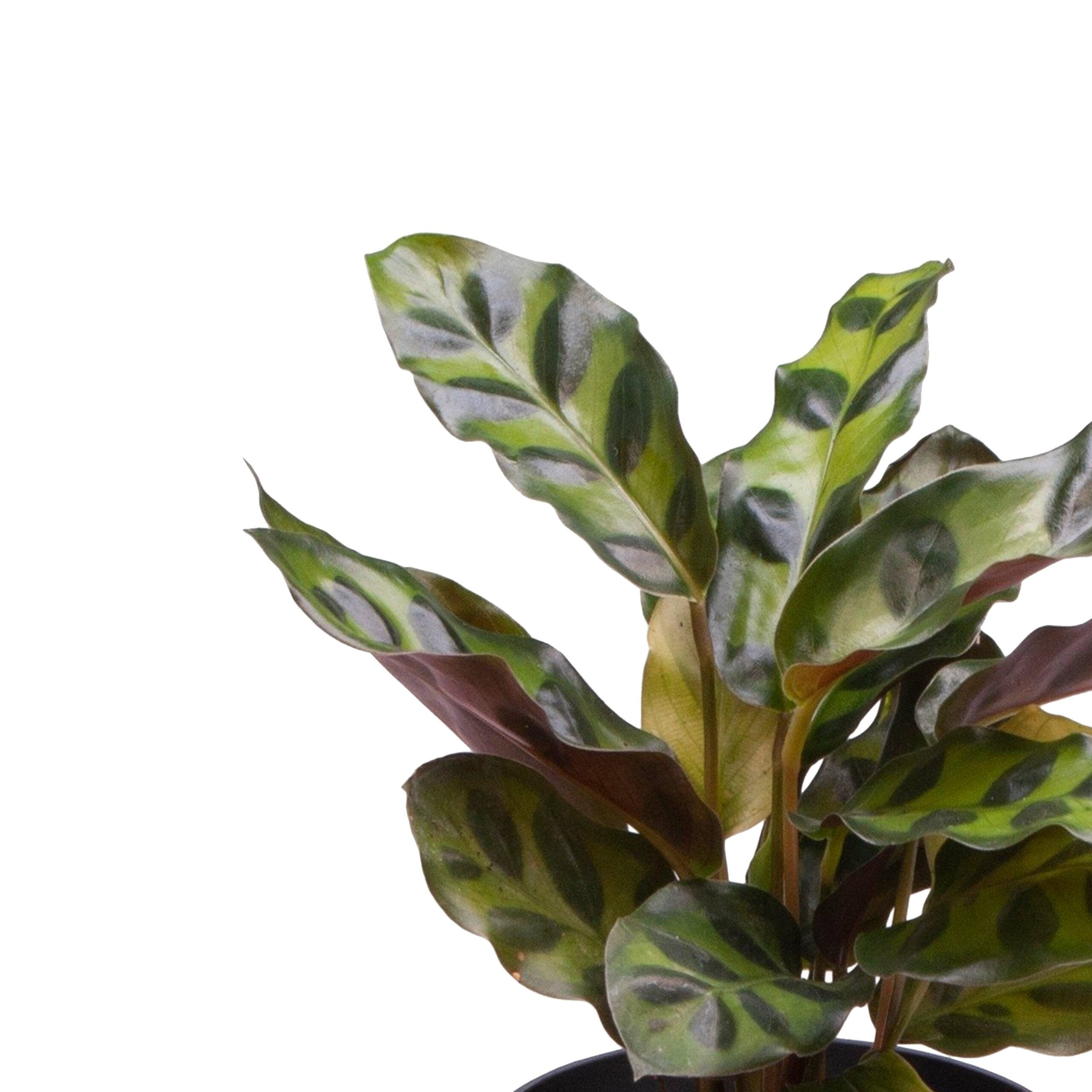 Plantenset “Oval Beauties” ↑ 14 cm ⌀ 8 - Afbeelding 7