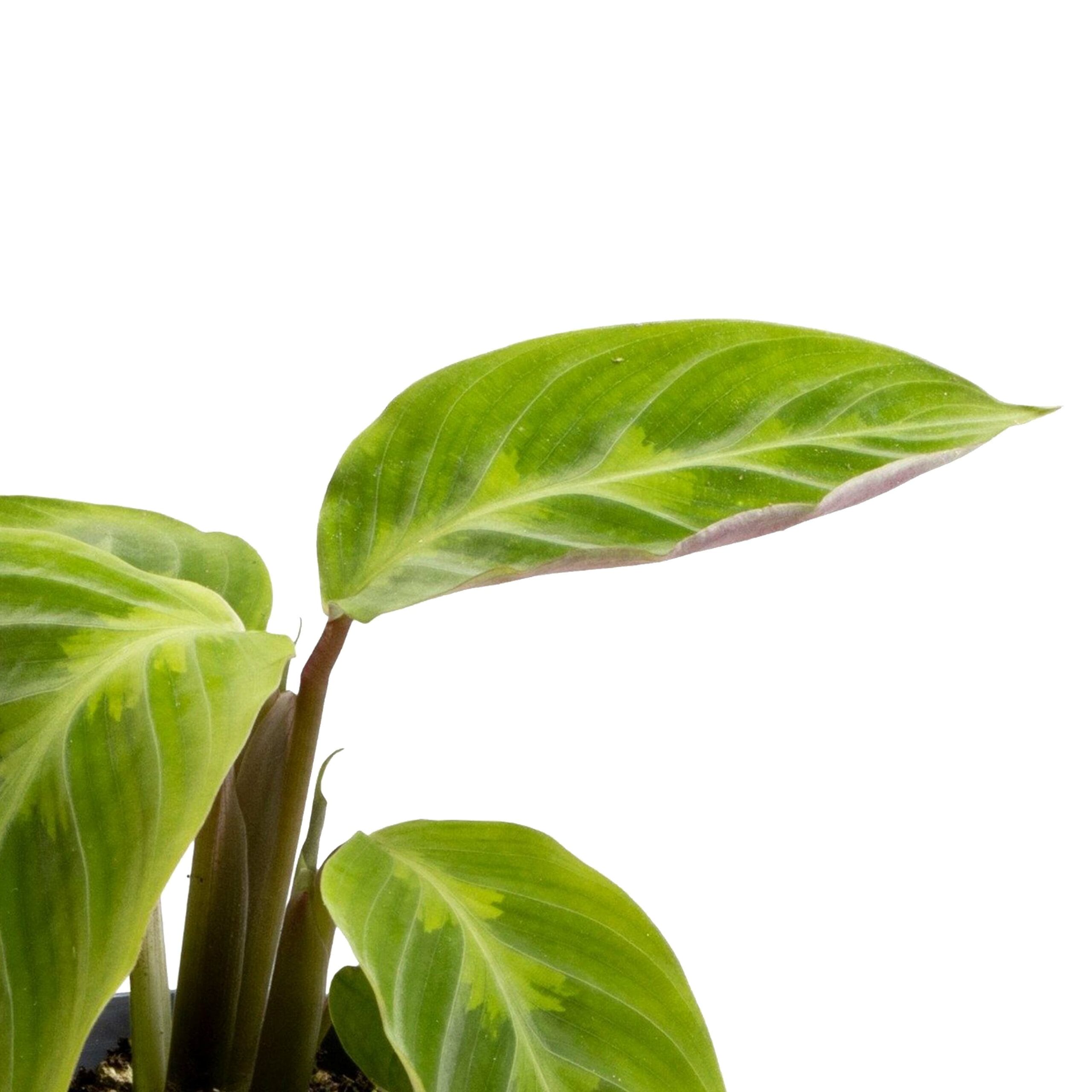 Plantenset “Oval Beauties” ↑ 14 cm ⌀ 8 - Afbeelding 8