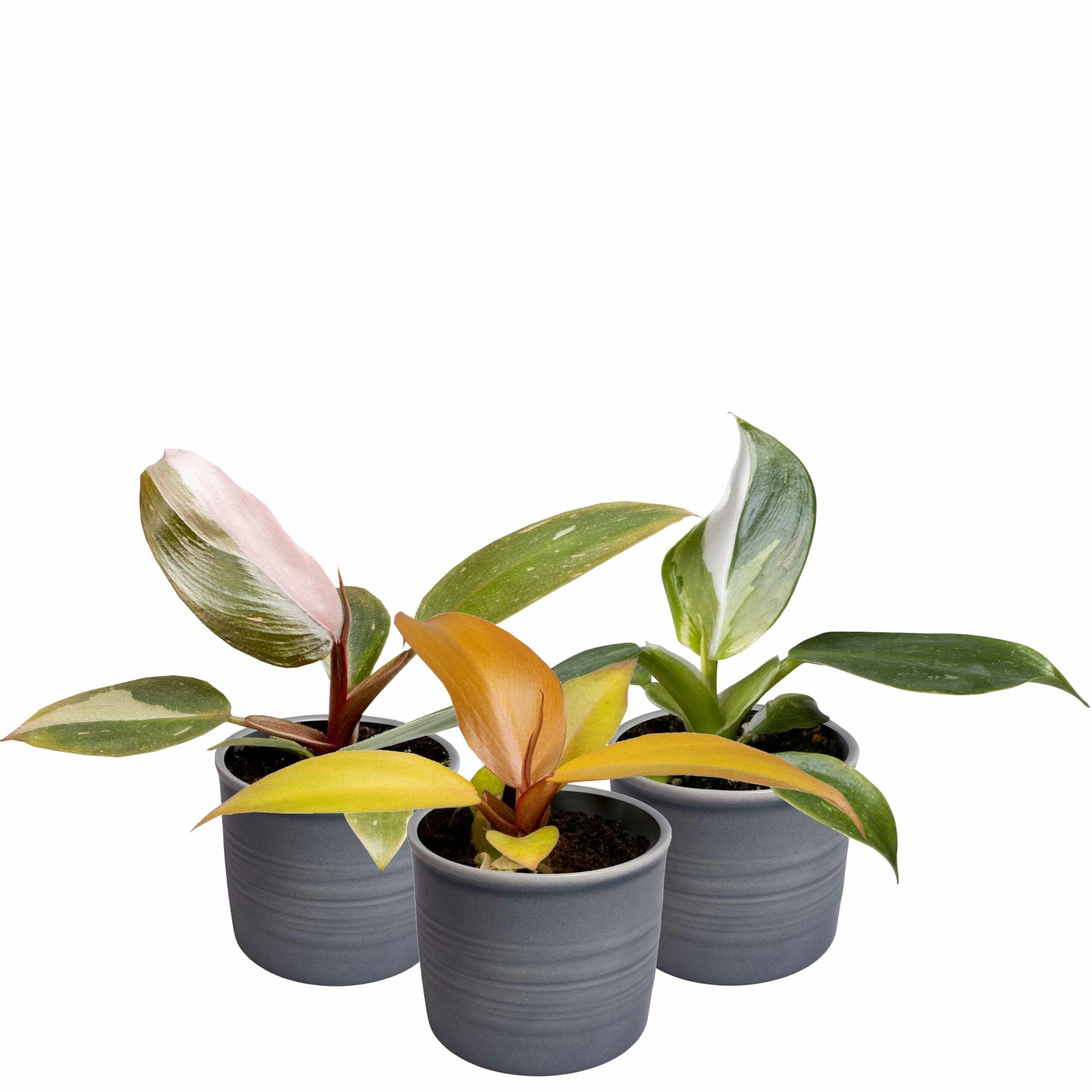 Plantenset Trio Philodendron ↑ 10 cm ⌀ 8