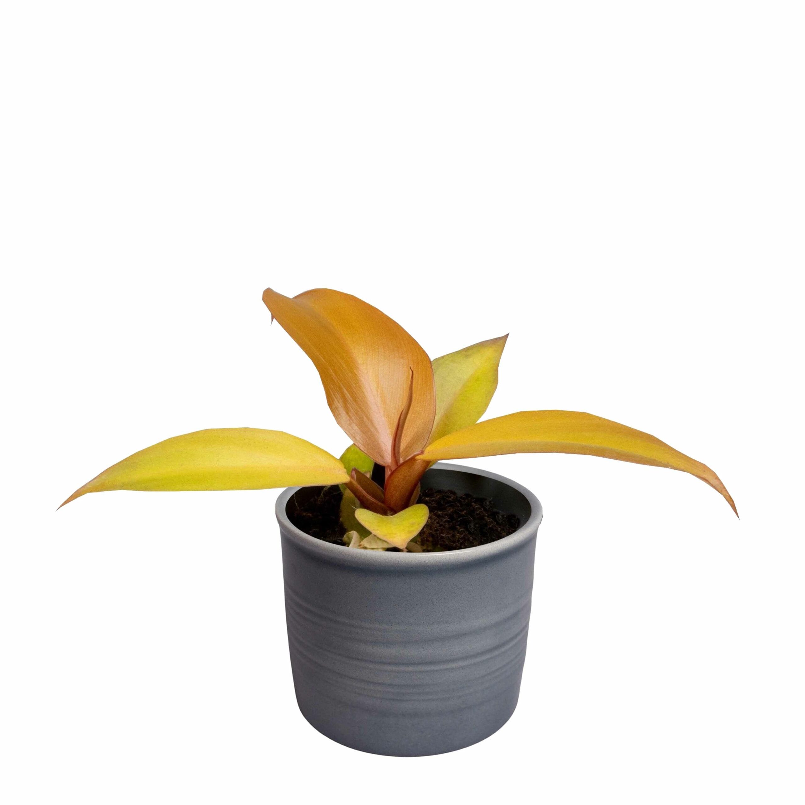 Plantenset Trio Philodendron ↑ 10 cm ⌀ 8 - Afbeelding 3